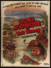 6k547 AFRICAN LION French 1p '55 Walt Disney jungle safari documentary, cool animal artwork!