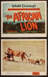 6s049 AFRICAN LION 8 LCs '55 Walt Disney's most amazing True-Life adventure feature!