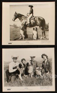 7h719 COW DOG 5 8x10 stills '56 Rex Allen, Disney trained dog cattle roping Brahma bull action!