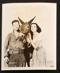 7h620 FRANCIS THE TALKING MULE 7 8x10 stills '49 great images of Donald O'Connor, Patricia Medina!