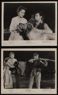 7h798 OLD YELLER 4 8x10 stills R65 Dorothy McGuire, Tommy Kirk, Disney's most classic canine!