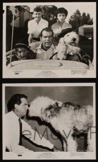 7h805 SHAGGY DOG 4 8x10 stills R67 Disney, Fred MacMurray, funniest sheep dog story ever told!