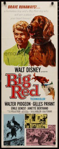 7j046 BIG RED insert '62 Disney, Walter Pigeon, cool artwork of Irish Setter dog!