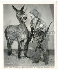 7s274 FRANCIS THE TALKING MULE 8.25x10 still '49 best c/u of Donald O'Connor yelling at his mule!