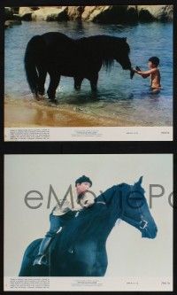 8a186 BLACK STALLION 4 8x10 mini LCs '79 great images of Kelly Reno & horse, Carroll Ballard!