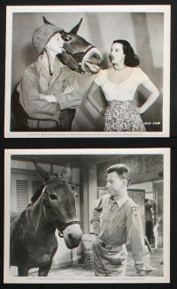 8a495 FRANCIS THE TALKING MULE 8 8x10 stills '49 great images of Donald O'Connor, Patricia Medina!