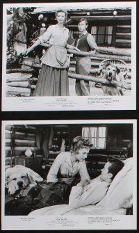 8a528 OLD YELLER 8 8x10 stills R74 Tommy Kirk, Dorothy McGuire, Disney's most classic canine!