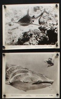8a587 UNDER THE RED SEA 7 8x10 stills '52 cool underwater scuba diver coral reef images, Hans Hass!
