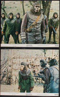 8f057 BATTLE FOR THE PLANET OF THE APES 8 color 11x14 stills '73 Roddy McDowall, sci-fi sequel!