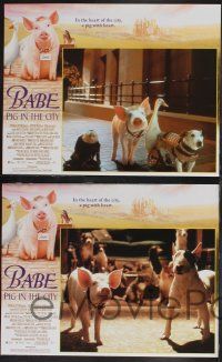 8f048 BABE PIG IN THE CITY 8 LCs '98 George Miller's talking pig, cool images of animals!