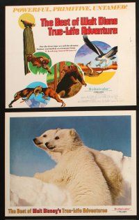 8f011 BEST OF WALT DISNEY'S TRUE-LIFE ADVENTURES 9 LCs '75 powerful, primitive, cool animal images!