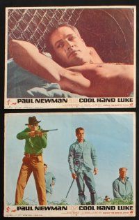 8f560 COOL HAND LUKE 6 LCs '67 Paul Newman prison escape classic, wonderful scenes!