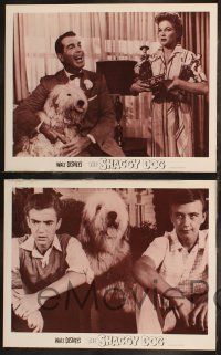 8f732 SHAGGY DOG 4 LCs R67 Disney, Fred MacMurray in the funniest sheep dog story ever told!