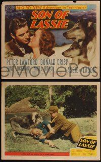 8f850 SON OF LASSIE 3 LCs '45 Peter Lawford, Donald Crisp, great dog images of the collie!