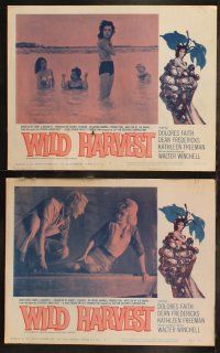 8f556 WILD HARVEST 7 LCs '61 he harvested the choicest women & wished they killed him instead!