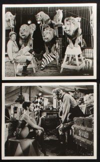 8r336 MERRY ANDREW 13 deluxe 8x10 stills '58 great circus images of Danny Kaye & Pier Angeli!