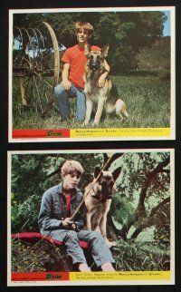 8r089 SMOKE 8 color English FOH LCs '70 Earl Holliman, teen Ron Howard, cool German Shepherd!