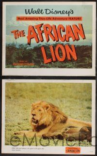 8y050 AFRICAN LION 8 LCs '55 Walt Disney's most amazing True-Life adventure feature!