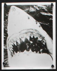 9p696 JAWS 6 8x10 stills '75 Peter Benchley candid, great shark close ups, Scheider, Shaw, Dreyfuss