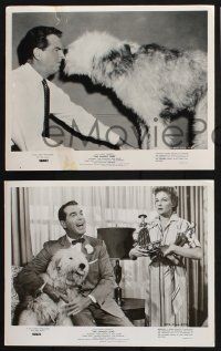 9p899 SHAGGY DOG 3 8x10 stills '59 Disney, MacMurray in the funniest sheep dog story ever told!