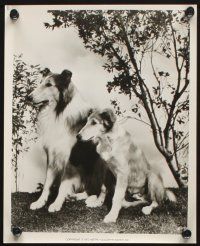 9p835 SON OF LASSIE 4 8x10 stills R72 Peter Lawford, great heroic Collie dog images!