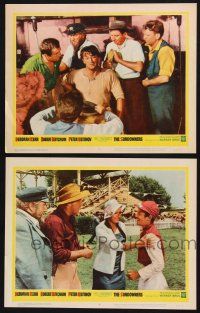 9s974 SUNDOWNERS 2 LCs '61 great images of Robert Mitchum, Peter Ustinov, Glynis Johns!