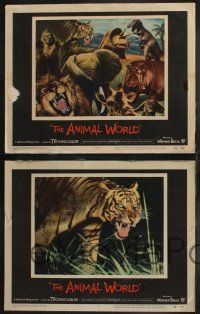 9s564 ANIMAL WORLD 5 LCs '56 directed by Irwin Allen, dinosaurs animated by Harryhausen/O'Brien!