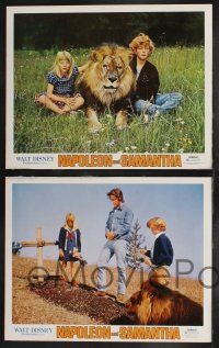 9s721 NAPOLEON & SAMANTHA 4 LCs '72 Disney, very 1st Jodie Foster, Michael Douglas & lion!