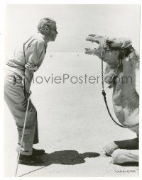 9y495 LAWRENCE OF ARABIA candid 7.25x9.5 still '62 c/u of Peter O'Toole staring at laughing camel!