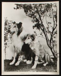 1e948 SON OF LASSIE 3 8x10 stills R72 Peter Lawford, great heroic Collie dog images!