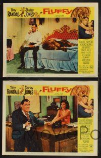 1g165 FLUFFY 8 LCs '65 great border art of huge lion & Tony Randall w/pretty Shirley Jones!