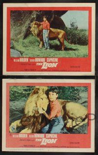 1g273 LION 8 LCs '63 cool images of William Holden, Trevor Howard & Capucine in Africa!