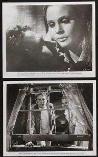 1x581 BIG BOUNCE 8 8x10 stills '69 Ryan O'Neal & Leigh Taylor-Young in a groovy black comedy!