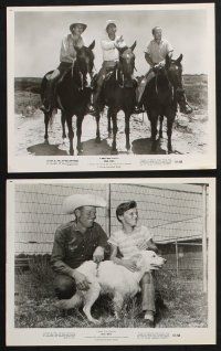 1x320 OLE REX 14 8x10 stills '61 Billy Hughes, great horse, dog and snake animal images!