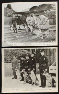 1x232 POLICE DOG STORY 17 8x10 stills '61 K-9 cop smashes city's toughest mob, James Brown!