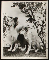 1x959 SON OF LASSIE 3 8x10 stills R72 Peter Lawford, great heroic Collie dog images!
