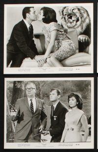 2k617 FLUFFY 7 8x10 stills '65 great images Tony Randall w/pretty Shirley Jones a huge lion!