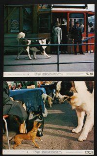 2k104 GEORGE 7 8x10 mini LCs '72 Marshall Thompson, Jack Mullaney, giant St. Bernard dog!