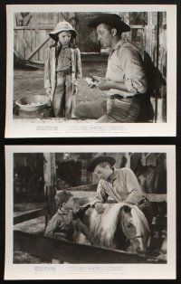 2k309 RED PONY 14 8x10 stills '49 Robert Mitchum, Myrna Loy, written by John Steinbeck!