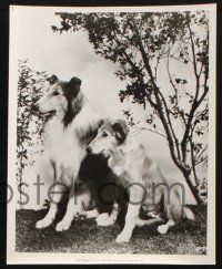 2k945 SON OF LASSIE 3 8x10 stills R72 Peter Lawford, great heroic Collie dog images!
