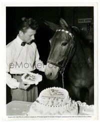 2z349 FRANCIS COVERS THE BIG TOWN candid 8.25x10 still '53 Donald O'Connor gives cake to the mule!