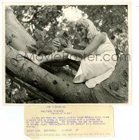 2z475 IRISH MCCALLA 8x10 news photo '58 perched in tree playing with leopard cub in Havana, Cuba!