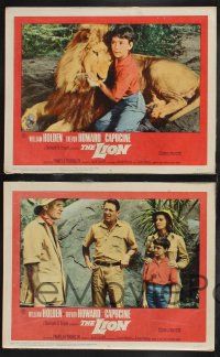 3d393 LION 8 LCs '63 cool images of William Holden, Trevor Howard & Capucine in Africa!