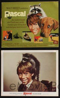 3d537 RASCAL 8 LCs '69 Walt Disney, great images of Bill Mumy with raccoon & dog!
