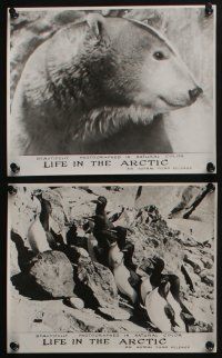4e492 ICE OF THE OCEAN 8 Canadian 8x10 stills R50s Russian polar documentary, Life in the Arctic!