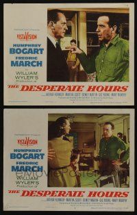 4k925 DESPERATE HOURS 2 LCs '55 Humphrey Bogart, Fredric March, William Wyler!
