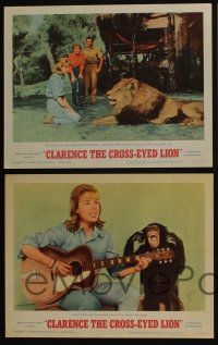 4k147 CLARENCE THE CROSS-EYED LION 8 LCs '65 Africa safari, wacky images with big cat!