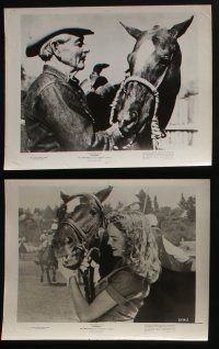 4x381 STORMY 6 8x10 stills '54 cool images, Walt Disney thoroughbred horse movie!