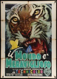 4y067 ANIMAL WORLD Italian 1p '56 wonderful different Luigi Martinati art of giant snarling tiger!