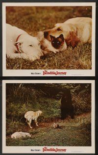 5w954 INCREDIBLE JOURNEY 2 LCs R74 Disney, Bull Terrier, Siamese cat & Labrador Retriever!